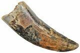 Serrated, Tyrannosaur (Nanotyrannus?) Tooth - Montana #245870-1